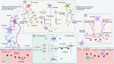 Microglia: The Hub of Intercellular Communication in Ischemic Stroke